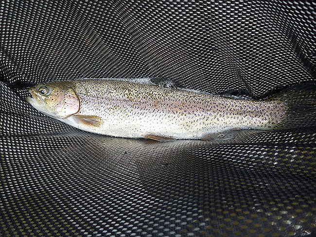 Kettle Trout6.JPG